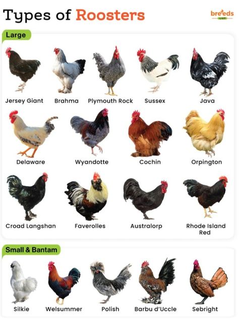 Types Of Chickens Breeds, Types Of Roosters, Famous Scientists Posters, Rooster Breeds, Raising Farm Animals, Types Of Chickens, Eagle Images, Chicken Bird, Chicken Farming