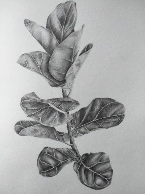 Simple Graphite Sketches, Nature Study Drawing Sketch, Plant Pencil Drawing, Nature Sketches Pencil, Nature Sketching, Simple Art Drawings, Maple Leaf Art, Botanical Sketches, Simple Drawing Ideas