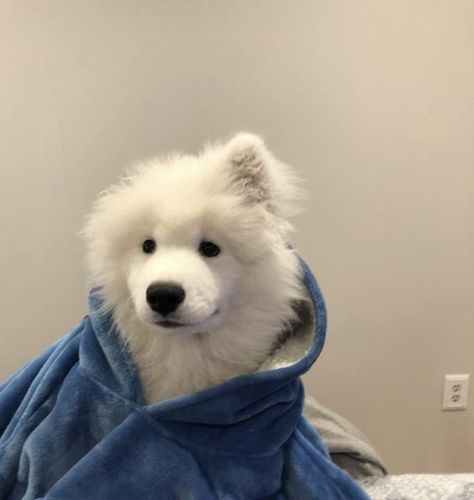 The Next 15 Most Fashionable Samoyed Dogs | Page 2 of 3 | PetPress Ewolucje Eevee, Samoyed Puppy, Psy I Szczenięta, Samoyed Dogs, 골든 리트리버, Dog Icon, Very Cute Dogs, Fluffy Dogs, White Dog