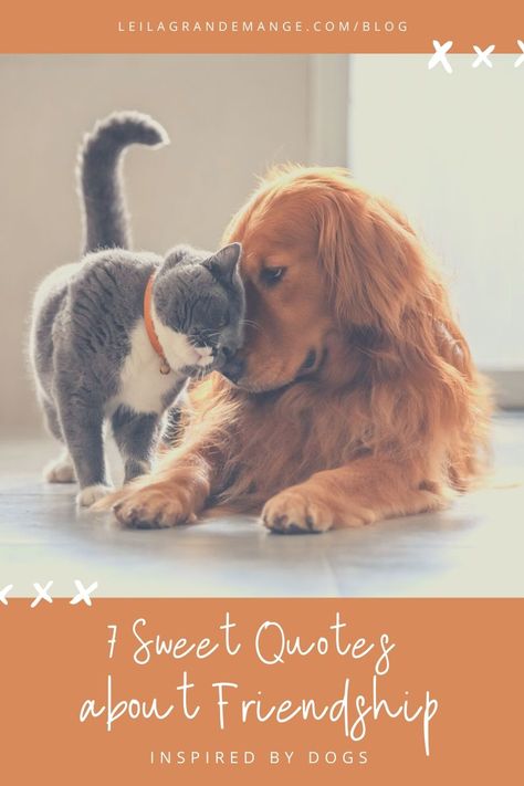 Cat And Dog Friendship Quotes, Dog Friendship Quotes, Sweet Friendship Quotes, Better Friends, Dogs Quotes, Quotes About Friendship, Gilda Radner, Friendship Quote, About Friendship