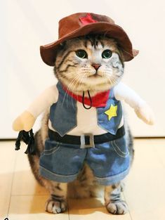 gatitos tiernos disfrazados vaquero Cute Cat Costumes, Pet Costumes Cat, Cat Dressed Up, Cat Halloween Costume, Pet Halloween Costumes, Funny Cats And Dogs, Dog Costumes, Halloween Animals, Cat Costumes