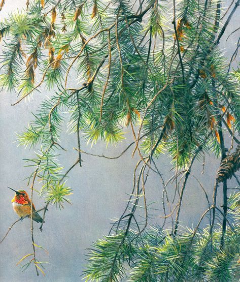 Robert Bateman. Fiery Hummingbird Robert Batman, Robert Bateman, Rufous Hummingbird, Bird Reference, Wildlife Painting, Bird Paintings, Wildlife Artwork, Machine Work, Wildlife Paintings