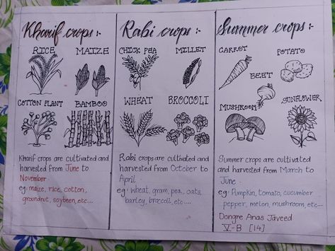 How to make a chart about kharif season Rabi season and summer crop Crop Production And Management Notes, Rabi And Kharif Crops, Crop Production And Management, Aesthetic Science, Crop Science, Summer Crops, Frozen Cupcake, Seasons Chart, Hello Craft