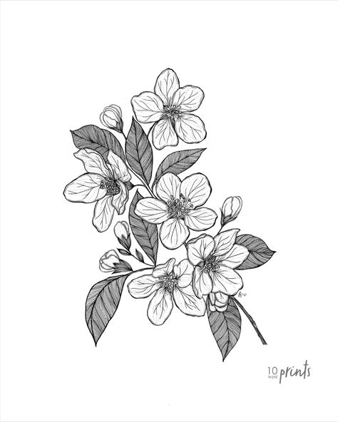 An apple blossom branch in black and white. The state flower of Michigan and Arkansas. Digital download. Apple Blossom Flower Drawing, Michigan State Flower Tattoo, Apple Branch Drawing, Apple Flowers Tattoo, Arkansas State Flower, Apple Blossom Embroidery, Apple Tattoo Black And White, Apple Flower Drawing, Apple Blossom Tattoo Black And White