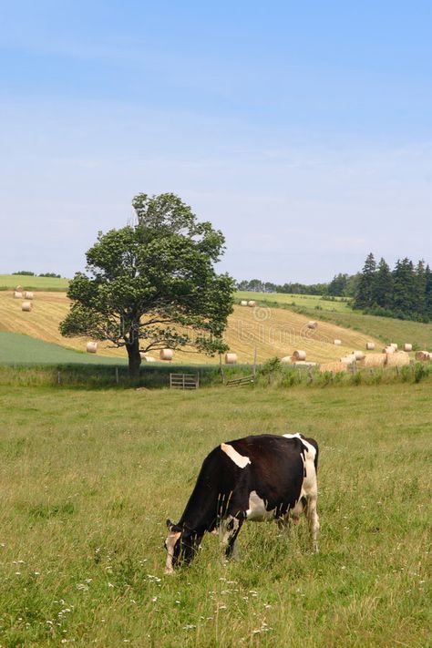 Farm Cow. A cow grazing in a farm field with hay bales in the distance #Sponsored , #ad, #Advertisement, #cow, #Farm, #bales, #grazing Cow Grazing, Cow Photos, Farm Lifestyle, Future Farms, Cow Farm, Cow Pictures, Farm Field, Southern Life, Farm Cow