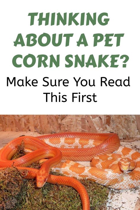 Corn snakes make wonderful pets for first time snake owners and experiecned keepers alike. They are hardy, docile and don’t get too big. But they can be a bit… Corn Snake Colors, Corn Snake Vivarium Ideas, Pet Corn Snake, Corn Snake Cage Ideas, Corn Snake Terrarium Ideas, Cornsnakes Enclosure, Snake Cage Ideas, Corn Snake Care, Corn Snake Enclosure Ideas