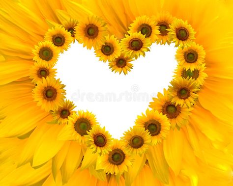 Valentine heart. Yellow sunflowers heart frame for valentine , #AFF, #Yellow, #heart, #Valentine, #valentine, #frame #ad Sunflower Themed Kitchen, Sunflower Iphone Wallpaper, Sunflower Party, Sunflower Hearts, Sunflower Photo, Pretty Fonts, Yellow Sunflowers, Heart Gif, Pretty Backgrounds