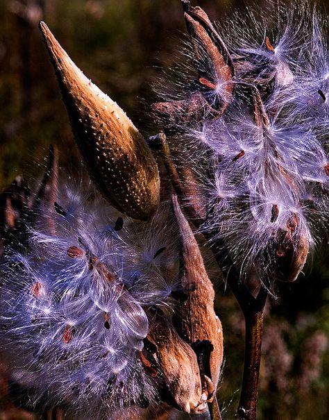 Milkweed Pods, Foto Macro, Autumn Foliage, Color Crush, All Things Purple, Seed Pods, Fairy Houses, Natural Forms, Planting Seeds