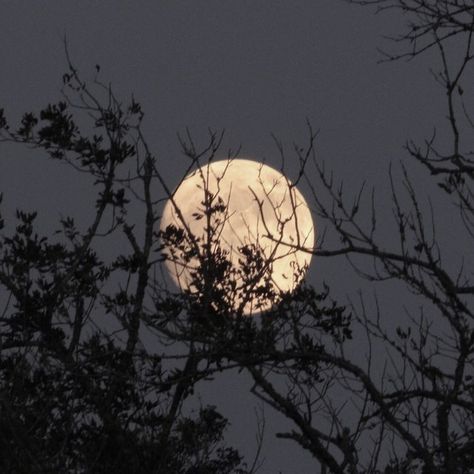 Full Moon, At Night, Trees, Moon