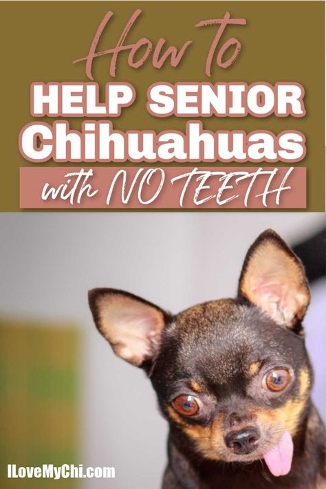 If your dog has lost some or all of their teeth, this guide will help you with the changes needed in their lifestyle. Senior Chihuahua, Best Dog Treats, Chihuahua Facts, Losing Teeth, Senior Dog Food Recipes, Chihuahua Owner, No Teeth, Best Treats For Dogs, Dog Remedies