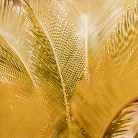 Palm Plant Care, Texture Aesthetic, Palm Art, All Things Yellow, Color Palette Yellow, Flow State, Palm Plant, Belgrade Serbia, Plant Lighting