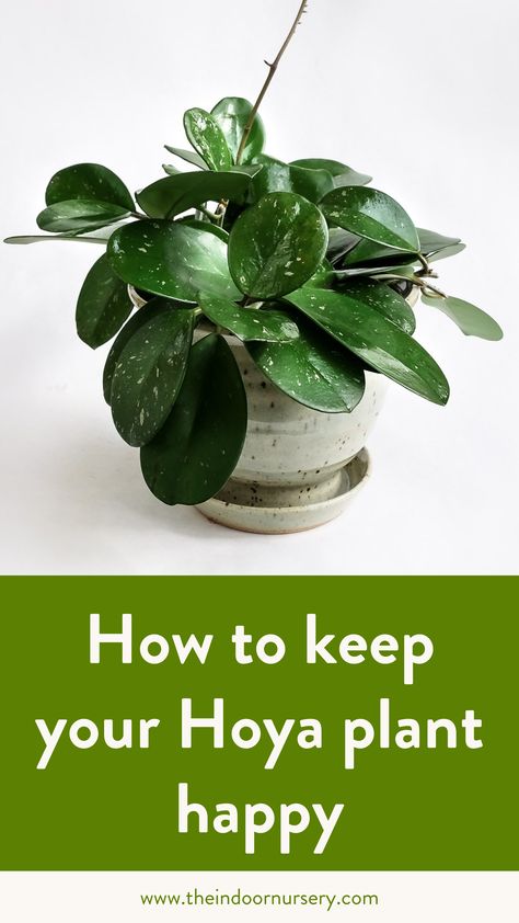 If you love lush, vining houseplants but miss the occasional bloom, then you might fall head over heels for the Hoya. Hoya plants are quite easy to care for. Although all Hoyas have similar characteristics and care, each variety of wax plants will have some needs specific to its species. Check out our blog for the general guide on how to keep your hoyas happy. Wax Plant Hoya, Types Of Hoya Plants, Hoya Plant Care, Wax Plants, Hoya Care, Hoya Varieties, Houseplant Tips, Plant Parenthood, Small Salon