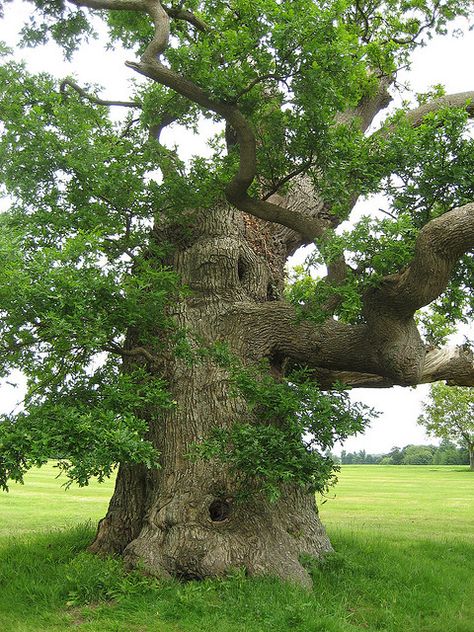 ancient oak at Blenheim Palace (GB) planted by Capability Brown. I would love to climb it! Capability Brown, Mini Forest, Weird Trees, Blenheim Palace, Matka Natura, Giant Tree, Bonsai Art, Old Tree, Old Trees