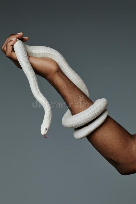 Snakes With Arms Drawn On, Snake With Arms, Snake Holding, Man With Snake Photography, White Cobra Snake, African American Man, White Snake, Dark Lord, Grey Background