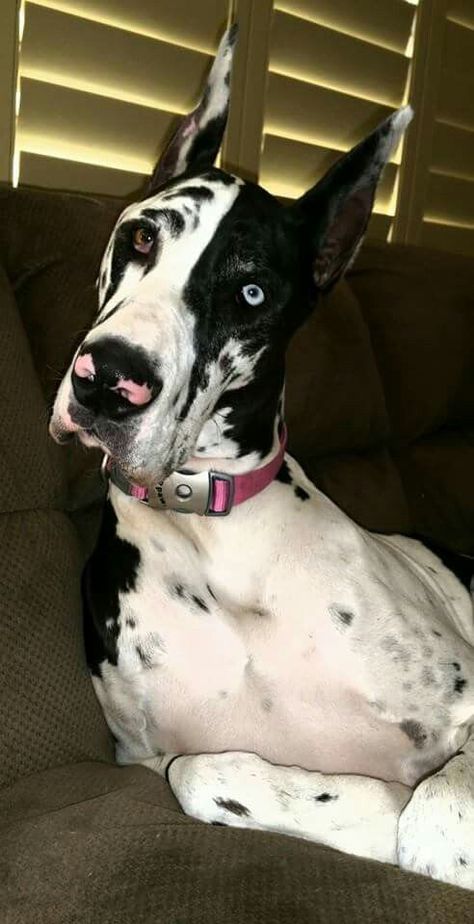 Harlequin Great Dane Puppy, Black Great Dane, Merle Great Danes, Great Dane Rescue, Big Dog Breeds, Great Dane Puppy, Dane Dog, Cute Dog Photos, Doberman Dogs