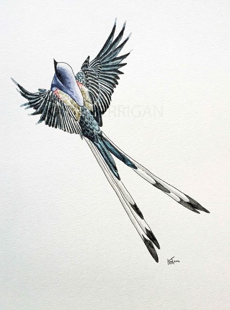 Watercolor Scissor tailed flycatcher / State bird of Oklahoma / watercolor bird painting  www.kberriganart.com Scissor Tailed Flycatcher Drawing, Scissortail Flycatcher Art, Scissor Tail Bird Tattoo, Scissor Tailed Flycatcher Tattoo, Scissortail Tattoo, Scissortail Flycatcher Tattoo, Oklahoma Tattoo Ideas, Calm Apartment, Oklahoma Fried Onion Burger