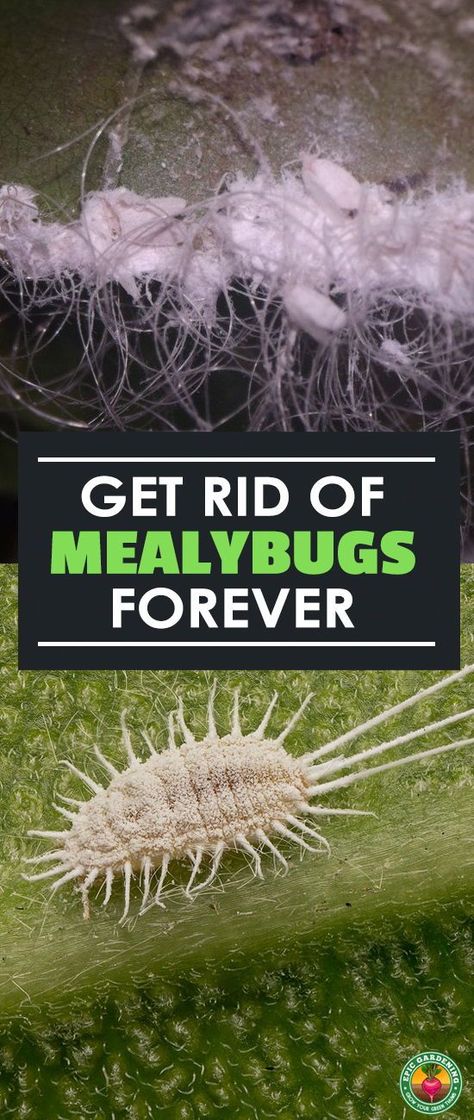 Organic Insecticide, Mealy Bugs, Trees Garden, Garden Bugs, Plant Pests, Garden Pest Control, Insect Control, Home Vegetable Garden, Garden Guide