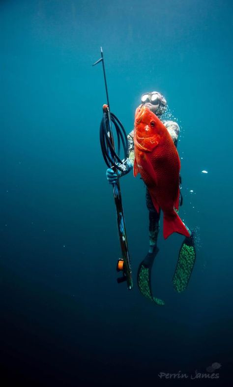 Rojizo Spearfishing Gear, Fish Hunter, Spear Fishing, Skin Diver, Free Dive, Skin Diving, Underwater Pictures, Ocean Activities, Free Diving