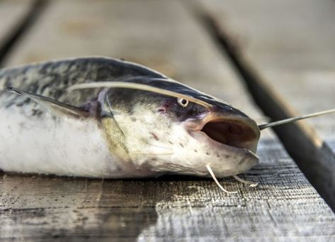 Im Alter von sechs Jahren ist ein Wels bereits ein Meter lang. So können gerade langlebige Exemplare gewaltige Ausmaße erreichen. Europas größter Süßwas How To Catch Catfish, Channel Catfish, Catfish Bait, Catfish Fishing, Fishing Techniques, Chicken Livers, Fishing Tools, Food Source, Do Not Eat