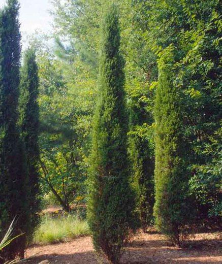 Juniperus chinensis 'Spartan', Chinese Juniper Spartan Juniper, Chinese Juniper, Juniperus Chinensis, Cedar Plant, Exclamation Point, Dogwood Trees, Evergreen Plants, Vertical Lines, Buy Plants