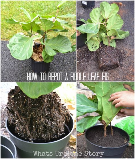 Fiddle Leaf Fig Tree Care | Whats Ur Home Story Fig Tree Care, Fiddle Leaf Plant, Fig Leaf Tree, Fiddle Fig Tree, Fiddle Leaf Fig Care, Fiddle Leaf Tree, Fiddle Fig, Ficus Lyrata, Fiddle Leaf Fig Tree