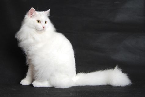 White Siberian Cat, White Cat Breeds, Cat Siberian, Fluffy Cat Breeds, Siberian Forest Cat, Siberian Forest, Hypoallergenic Cats, Cat Personalities, Cat Species