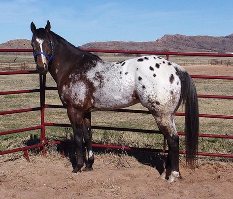 Appaloosa Horses For Sale, Quarter Horse Stallion, Paint Horses, Paint Horse, Quarter Horses, Most Beautiful Horses, Appaloosa Horses, Horses For Sale, Barrel Racing