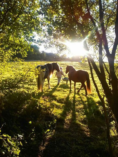 Cows Aesthetic, English Horses, Nostalgia Childhood, Childhood Aesthetic, Equestrian Aesthetic, Future Farms, Farm Lifestyle, Italy Tuscany, Traditional Family