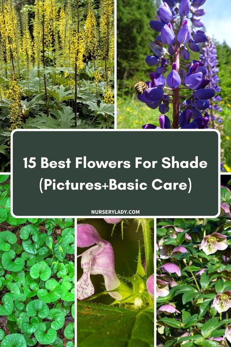 Brighten up shady spots with the 15 best flowers for shade! These blooms thrive without direct sunlight. Get pictures and basic care tips to create a lush, colorful garden even in low-light areas. Best Flowers For Shade, Flowers For Shade, Best Flowers, Shade Flowers, Colorful Garden, Low Lights, Amazing Flowers, Dahlia, Flower Garden