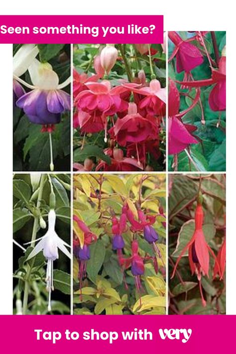 Fuchsia Plant, Fuchsia Flower, Fuchsia Flowers, Hardy Perennials, Plant Collection, Large Plants, Plant Sale, Perennial Plants, Flower Seeds