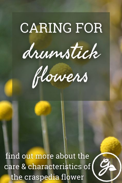 Unique blooms of Craspedia flowers are sure to be a stunning addition to flower beds as well as specialty cut flower gardens. Click here to learn more about drumstick flowers. Drumstick Flower, Craspedia Flower, Billy Button Flowers, Pollinators Garden, Hillside Gardening, Cut Garden, Growing Cut Flowers, Billy Buttons, Starting Seeds Indoors