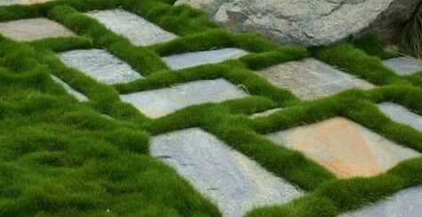 zoysia tenuifolia Korean Grass Lawn, Lawn Alternatives Australia, Alternative Lawns, Zoysia Tenuifolia, Plant Tiles, Grass Alternative, Zoysia Grass, No Mow Grass, Tall Fescue