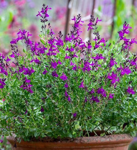 Salvia greggii 'Mirage Deep Purple' Autumn Sage Plants, Sage Plants, Plants For Pots, Walkway Garden, Salvia Greggii, Salvia Plants, Purple Salvia, Purple Autumn, Autumn Sage