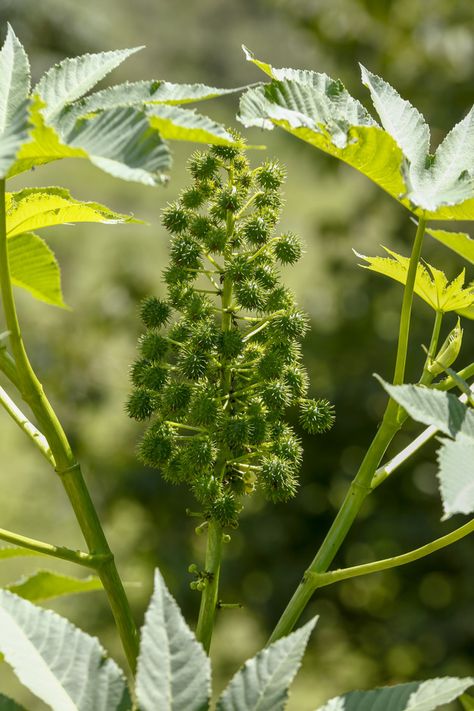 Castor Oil Plant, Castor Plant, Castor Bean Plant, Magic Plants, Chinese Rice, Sunflowers Background, Future Garden, Baobab Oil, Potager Garden