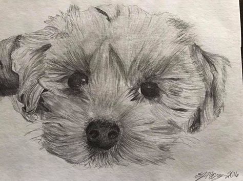 Havanese Dogs Drawings, Havanese Dog Tattoo, Marvel Art Drawings, Drawing Rocks, Bichon Havanais, Cavachon Puppies, Dog Pen, Dog Sketch, Ballet Art