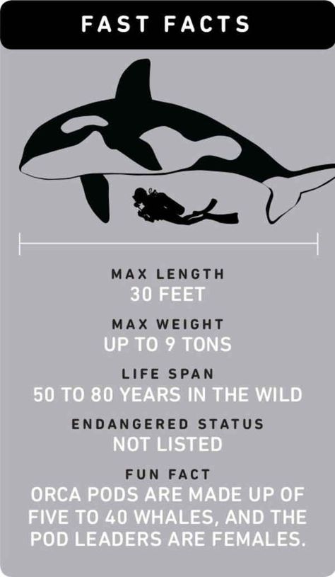 Fast Facts About Orca Whales Zoo Tampa, Dolphin Project, Orca Art, Dolphin Party, Whale Facts, Baby Dolphins, Animal Conservation, Beluga Whale, Scuba Dive