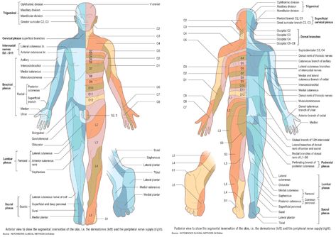 Dermatomes and Peripheral Nerves - Segmental Innervation of the Skin and the Peripheral Nerve Supply (Anterior and Posterior)#Dermatomes #Peripheral #Nerves #Innervation #Skin #Diagnosis #Neurology** GrepMed Recommended Text: Hutchison's Clinical Methods - https://amzn.to/2Zc8Gtc The Peripheral, Neurological System, Medicine Studies, Peripheral Nerve, Lower Extremity, Medical News, Medical Knowledge, Luxury Cruise, Nerve Pain