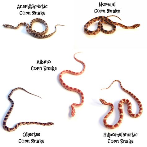 Sneak Drawing, Corn Snake Tattoo, Corn Snake Terrarium, Corn Snake Enclosure, Corn Snake Morphs, Cornsnake Morphs, Okeetee Corn Snake, Snake Names, Snake Morphs