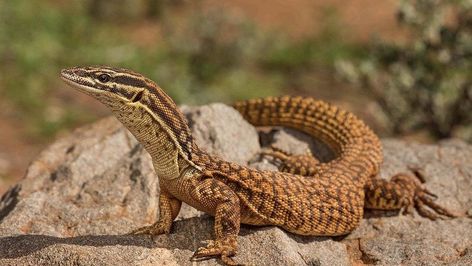 Ackie Monitor, Reptile Background, Pet Lizards, Monitor Lizard, Cute Reptiles, Reptile Snakes, Beautiful Snakes, Reptiles Pet, Pet Hacks