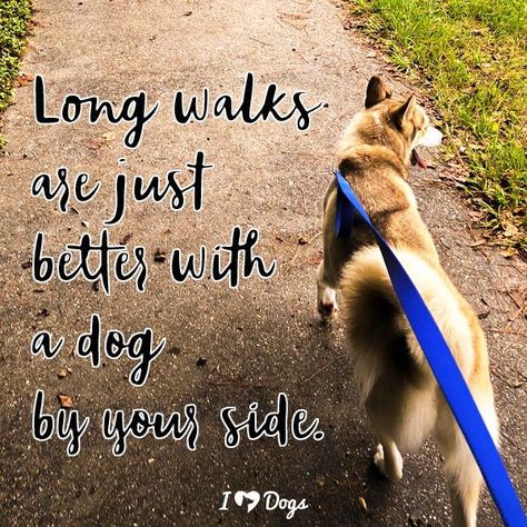 Take your dog for a walk. It's #NationalWalktheDogDay! Dog Walking Quotes, Walking Quotes, Bored Dog, Small Dog Sweaters, Long Walks, Dog Boarding, Dog Sweaters, Dogs Of The World, Best Friend Quotes