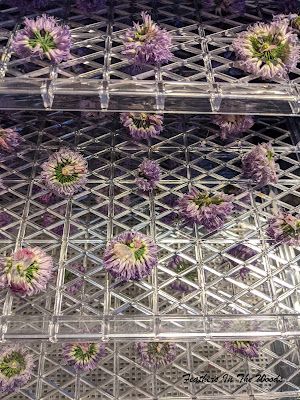 Dehydrating chive blossoms is a good way to have the fresh grown flavor all year round. I use a dehydrator. Here are my directions. Chive Flowers Recipe, Drying Chives, Drying Garlic, Growing Chives, Chives Recipe, Chive Flower, Chive Blossom, Edible Flowers Recipes, Produce Recipes