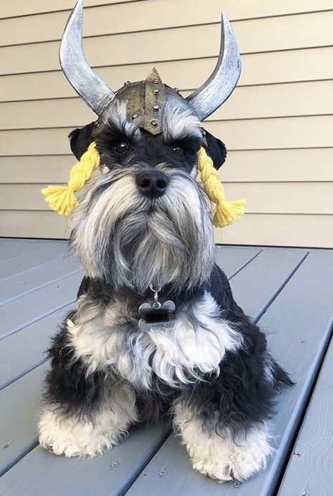 Schnauzer puppy dog icon dog lover gift Miniature Schnauzer Dog dog aesthetic dog stuff puppy pfp Aesthetic Dog Stuff, Schnauzers Funny, Anime Puppy, Schnauzer Art, Mini Schnauzer Puppies, Puppy Pose, Dog Portraits Art, Standard Schnauzer, Mini Schnauzers