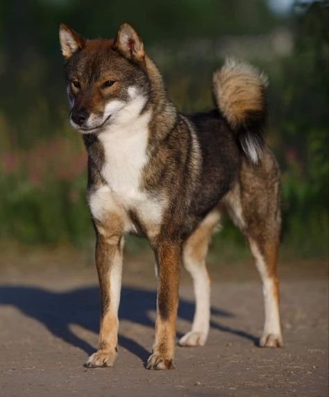 Asian Dog Breeds, Wcue Morph Dog, Dog Standing Up, Dog Reference Photo, Eurasian Dog, Shikoku Ken, Shikoku Dog, Dog Species, Asian Dogs