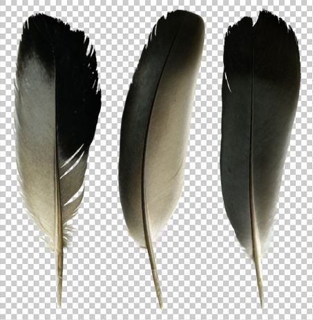 Pigeon Feather, Raven Feathers, Bird Character, Homing Pigeons, Raven Feather, Free Design Elements, Layer Style, Png Format, Pigeon