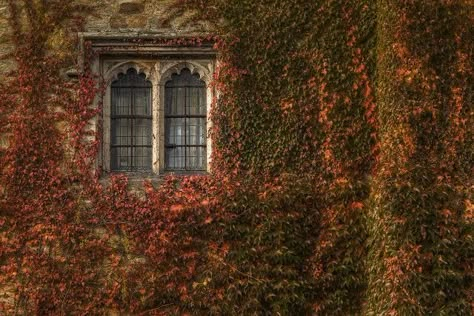 Hever Castle, Fall Mood Board, Autumn In New York, Autumn Tree, Autumn Morning, Stars Hollow, Season Of The Witch, Cozy Autumn, Best Seasons