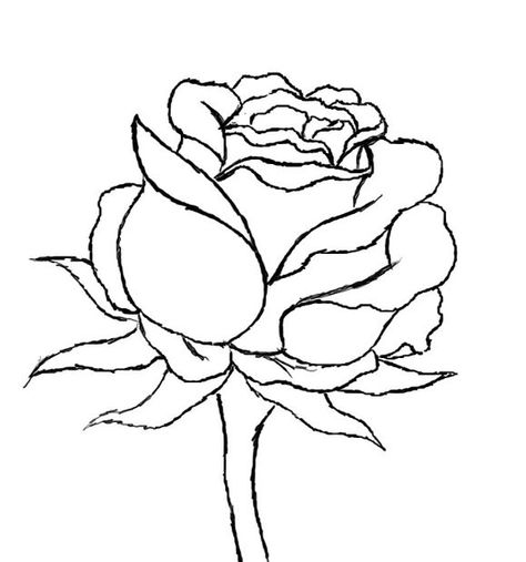 In this how to, I will be guiding you step by step in the process of drawing a beautiful red rose. Be sure to see the following steps provided by myself :). All... Draw A Rose, Rose Step By Step, Realistic Rose, Beautiful Red Roses, Rose Drawing, Roses Drawing, Rose Pictures, Plant Drawing, By Myself