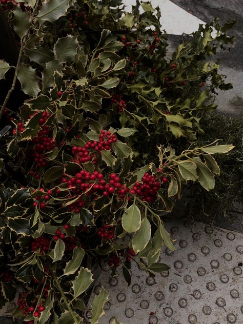 Holly Aesthetic Christmas, Holly Flower Aesthetic, Holly Core Aesthetic, Hollycore Aesthetic, Christmas Mistletoe Aesthetic, Mistletoe Aesthetic, Holly Aesthetic, Holly Core, Mistletoe Plant