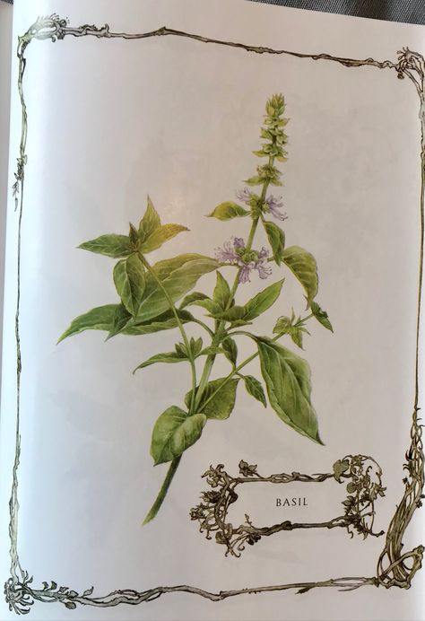 Notes on the Basil Plant Basil Botanical Illustration, Plants Activity, Family Chapel, Flower Gouache, Basil Flowers, Plant Activities, Basil Plant, Sweet Basil, Holy Cross