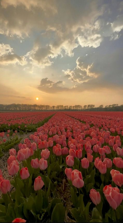 Tulip Photos, Tulip Flower Pictures, Pretty Flowers Pictures, Tulip Season, Drone Shots, Wallpaper Cantik, View Wallpaper, Your Wallpaper, Nothing But Flowers