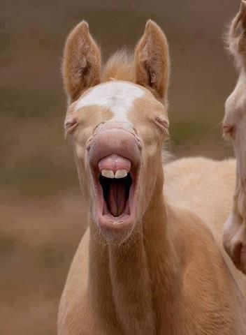 Hahahahaha.... That is all.   :) got its two front teeth lol Rasy Koni, Funny Horses, Funny Animal Photos, Baby Horses, Funny Horse, All The Pretty Horses, Horse Photos, Pretty Horses, Horse Pictures